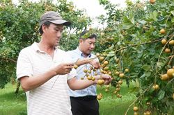 Loại nhãn có vị mặn được thương lái lùng mua tận gốc
