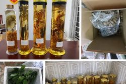 Cô gái lừa bán Sâm Ngọc Linh trên mạng