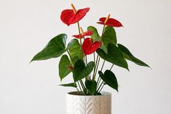 5 cây phù hợp nhà ít nắng, dễ chăm lại giúp gia chủ đón may mắn