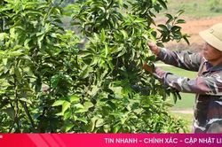 Nâng tầm giá trị cây cam Mai Hoa