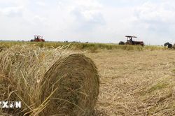 Đồng Tháp: Mưu sinh với nghề cuộn rơm thuê sau mùa gặt