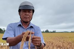 Rầy nâu bùng phát, Cà Mau cấp bách phòng trừ