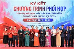 Thí điểm mô hình sinh kế nhân đạo gắn với kinh tế tập thể, hợp tác xã