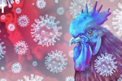 Australia triển khai tiêm vaccine H5N1 cho gia cầm nuôi nhốt