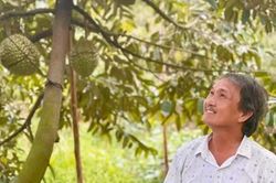Giải pháp để 'trái cây vua' giữ vững vị thế