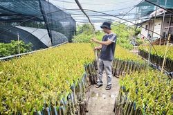 Vĩnh Long số hóa vườn cây đầu dòng, nâng tầm thương hiệu cây giống