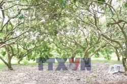 Nâng tầm thương hiệu Thanh nhãn từ hành trình xây dựng chỉ dẫn địa lý