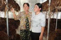Cần Thơ: Làm giàu từ cây rơm