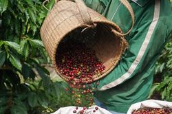 Giá nông sản hôm nay (25/8): Giá cà phê tiếp đà tăng, giá lợn hơi dao động trong khoảng 56.000 - 59.000 đồng/kg