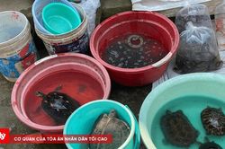 Lễ Vu Lan tích đức: Đừng biến 'phóng sinh' rùa thành 'sát sinh'