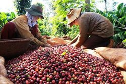 Bộ Công Thương: Xuất khẩu cà phê có thể tăng 8- 10% trong năm nay