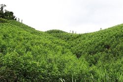 Bắc Ninh tăng cường kiểm tra, siết chặt quản lý rừng và đất lâm nghiệp