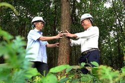 Giao chủ đầu tư triển khai thực hiện hỗ trợ trồng rừng sản xuất gỗ lớn năm 2026