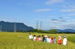Giống lúa thuần HG12 sinh trưởng tốt trên cánh đồng xã Hà Nha