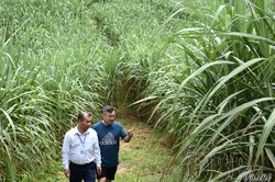 Kỳ vọng mô hình trồng mía ở Sín Thầu