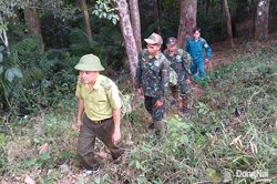 Canh rừng xuyên lễ