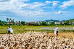 Ruổi rong đời chăn vịt