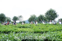 Thí sinh tham dự Cuộc thi Hoa hậu Việt Nam năm 2026 trải nghiệm đồi chè Tân Uyên