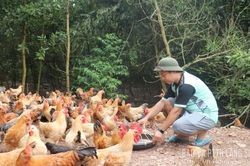 Châu Sơn phát triển nuôi gà dưới tán rừng