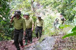 Kiên quyết ngăn chặn các hành vi xâm hại rừng