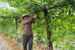 Hiệu quả mô hình trồng mướp đắng trái vụ