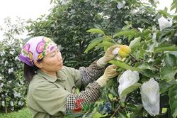 Mùa hồng giòn trên cao nguyên Mộc Châu
