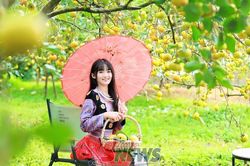 Mùa hồng chín trên cao nguyên Mộc Châu