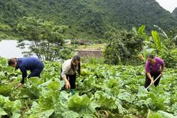 Nguyên Bình sản xuất rau an toàn theo tiêu chuẩn VietGAP gắn với thị trường tiêu thụ