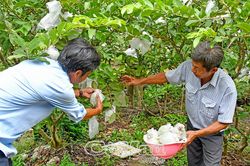 Mùa ngọt trên đất mặn