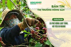 Thị trường nông sản 25/8/2026: Cà phê đồng loạt tăng, hồ tiêu đi ngang