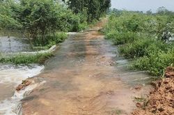 Kim Anh chủ động ứng phó mưa lũ, bảo vệ diện tích lúa sắp thu hoạch