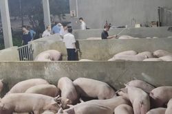 Đồng Nai: Chuyển công an điều tra vụ 4.000 con lợn bị bơm chất cấm Salbutamol
