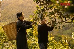 Kỳ 1 - T&igrave;m về v&ugrave;ng di sản ch&egrave; Shan tuyết cổ thụ giữa m&acirc;y n&uacute;i Th&aacute;i Nguy&ecirc;n