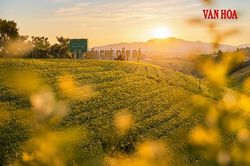 Khám phá nương trà dưới chân đại ngàn Tam Đảo