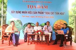 Cần Thơ: X&acirc;y dựng nh&atilde;n hiệu 'Xo&agrave;i c&aacute;t T&acirc;n H&ograve;a' gắn với chuỗi gi&aacute; trị