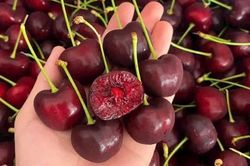 Cherry Mỹ tăng giá mạnh vì mất mùa, phí nhập khẩu tăng