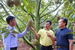 Phân bón Cà Mau: Mùa vàng thắng lớn nhờ dùng đúng 'Bí kíp vàng'