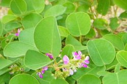 8 cây thuốc mọc hoang hỗ trợ đào thải sỏi thận