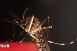 Dịch virus Tây sông Nile tiếp tục lan rộng tại Italy