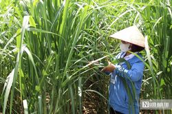 Để nông sản quê nhà 'xuất ngoại', nhà nông phải thay đổi