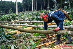 Xúc tiến thương mại mở đường cho gỗ và thủ công mỹ nghệ Việt Nam