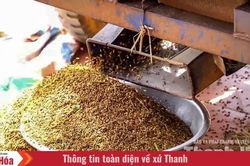 Giống lúa quý lưu giữ hồn đất Thạch Bình