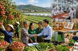 Liên kết sản xuất thế nào cho hiệu quả?