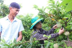 Bắc Ninh: Quản l&yacute; chặt m&atilde; số v&ugrave;ng trồng