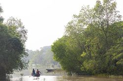 Phục hồi 'lá chắn xanh' ven biển