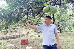 Vào vụ sản xuất cây ăn trái cuối năm