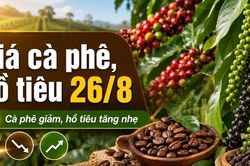 Giá cà phê, hồ tiêu hôm nay 26/8: Cà phê giảm, giá tiêu đi lên