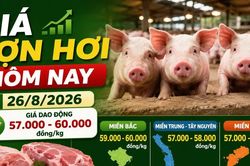 Giá lợn hơi hôm nay 26/8/2026: 11 địa phương đạt 60.000 đồng/kg