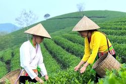 Đưa nông sản vươn xa