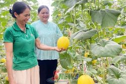 Phù Yên phát triển nông nghiệp hữu cơ